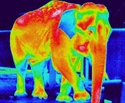 Picture for category Veterinary